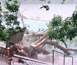 ¡RAYO PARTE ÁRBOL Y ENORME RAMA APLASTÓ A TURISTA!
