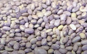 ¡GOBIERNO COMPRARÁ FRIJOL HASTA 200% MÁS CARO!