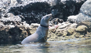 ¡LIBERAN A 19 LOBOS MARINOS DE REDES DE PESCA QUE LES APRETABAN EL CUELLO!