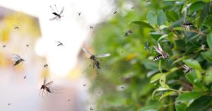¡DENGUE COBRA DOS MUERTES! - EN VERACRUZ