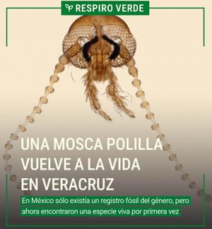 ¡REVIVE LA MOSCA POLILLA MEXICANA!