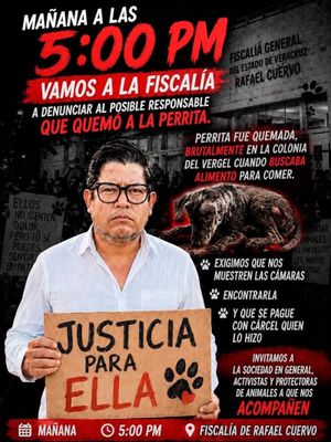 ¡QUEMAN PERRITA EN PUESTOS DE EL VERGEL! - *Denunciarán al agresor