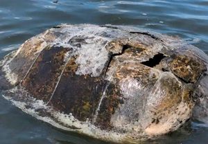 ¡APARECE MUERTA TORTUGA MARINA!