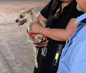¡DEJAN A PERRITO CHIHUAHUA ENCERRADO CASI TRES HORAS EN AUTOMÓVIL!