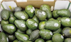 ¡PIDEN EN ESTADOS UNIDOS CASTIGAR EL AGUACATE MEXICANO!