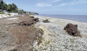 ¡EXHIBEN MORTANDAD DE PECES POR SARGAZO EN QR!