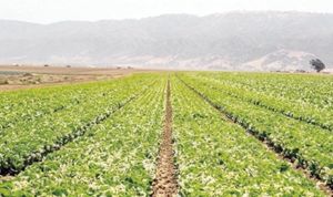 ¡GOBIERNO DE MÉXICO DESCARTA CONTAMINACIÓN DE CYCLOSPORA EN LECHUGAS DE TAYLOR FARMSEN MÉXICO!