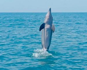 ¡NO APARECÍAN! - LOS DELFINES