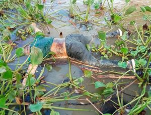 ¡APARECE FLOTANDO EN EL RÍO PAPALOAPAN!