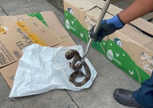 ¡BOA LLEGÓ HASTA UN NEGOCIO Y VECINO CASI LA MACHETEA!