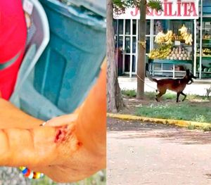 ¡PERRO PASTOR BELGA MUERDE A VECINOS EN LAGUNA REAL!