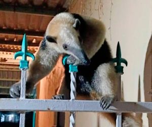 ¡ENCUENTRAN OSO HORMIGUERO!
