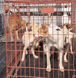¡RESCATAN A 8 CANINOS EN PLAYA LINDA Y LAS BAJADAS!