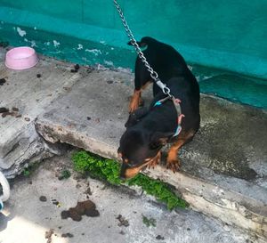 ¡RESCATAN A OTRO LOMITO EN TORRENTES!
