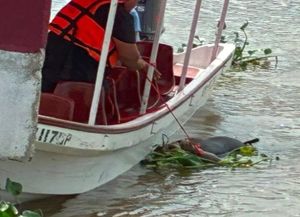 ¡APARECE CADÁVER FLOTANDO EN EL RÍO COATZACOALCOS!