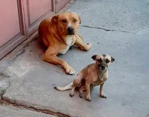 ¡LOCOCHÓN ARROLLÓ A PERRITOS CALLEJEROS CUANDO ERAN ALIMENTADOS POR VECINOS!