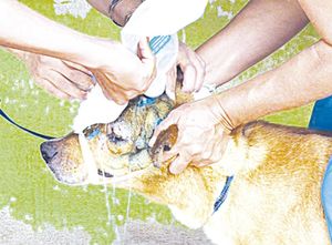 ¡LEY ANIMAL ES UN “MANUAL PARA MATAR”, ADVIERTEN ACTIVISTAS EN XALAPA!