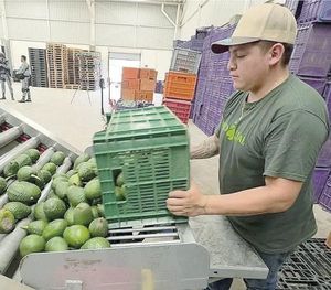 ¡LIBERA WASHINGTON 9 MIL TONELADAS DE AGUACATE! - TRAS ACUERDO