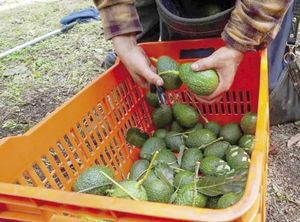 ¡EU SUSPENDE IMPORTACIÓN DE AGUACATE DE MICHOACÁN!