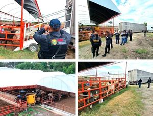 ¡RECUPERAN 35 CABEZAS DE GANADO ROBADAS EN ANGEL R. CABADA!