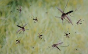 ¡SIGUE PEGANDO EL DENGUE!