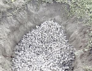 ¡RECUPERAN 5,000 HUEVOS DE TORTUGA EN PLAYA ESCOBILLA, OAXACA!