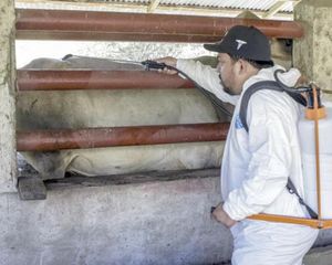 ¡CASOS DE GUSANO BARRENADOR EN HUMANOS SE EXTIENDEN A 25 ESTADOS DE MÉXICO!