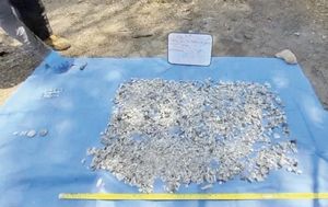 ¡HALLAN MÁS DE 100 FRAGMENTOS ÓSEOS EN ACAPULCO, GUERRERO!
