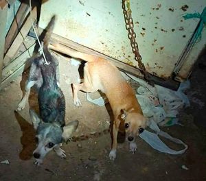 ¡RESCATAN DOS PERRITAS DE MALTRATO EN LA HERRADURA!