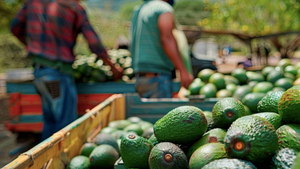 ¡LOS AGUACATEROS DENUNCIAN EXTORSIONES ANTE AUTORIDADES DE EU PERO NO DE MICHOACÁN!