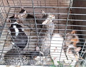 ¡RESCATAN SEIS GATITOS EN LOMAS DE RÍO MEDIO 4!