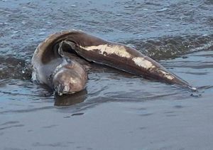 ¡LOCALIZAN ANGUILA “TIESA” EN LA PLAYA MOCAMBO!