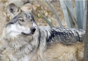 ¡ORDENA TRUMP QUITAR PROTECCIÓN A LOBO GRIS MEXICANO!