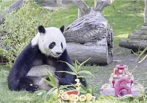 ¡ANUNCIA XI LLEGADA DE DOS PANDAS AL ZOOLÓGICO DE ATLANTA!