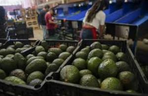 ¡CÁMARA ÁRABE PIDE A MÉXICO EXPORTAR MÁS PRODUCTOS AGROALIMENTARIOS MEXICANOS!