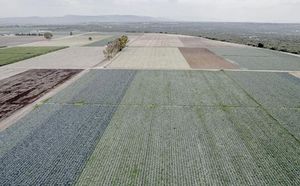 ¡LA FDA ENCONTRÓ CYCLOSPORA DURANTE UNA INSPECCIÓN EN TAYLOR FARMS EN MÉXICO!
