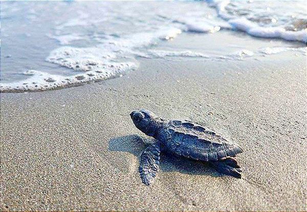 ¡YA SON 21 LAS TORTUGAS MUERTAS!