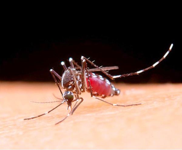 ¡AUMENTA EL DENGUE! -El año pasado sólo se registró una muerte, este año van cuatro