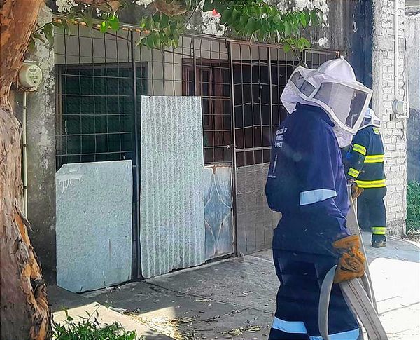 ¡ENJAMBRE DE ABEJAS ATACA A UNA ABUELITA! -Vecinos Llaman al 911 ante el Temor de Ser Picados