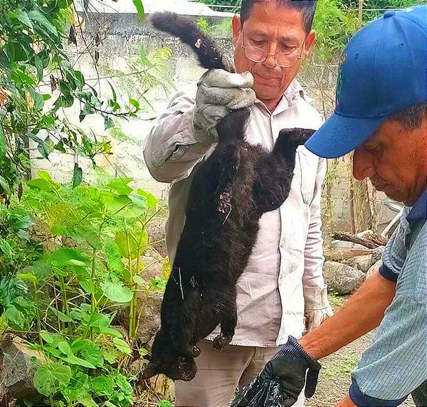 ¡ENVENENAN PERROS, GATOS Y TLACUACHES! -En Soledad de Doblado
