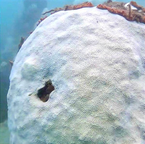 ¡SE BLANQUEAN LOS CORALES! *Estudiante de Biología se zambulle en el mar y los graba -Frente a las Costas Veracruzanas