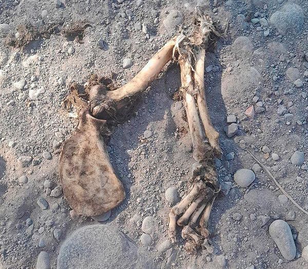 ¡LOCALIZAN UN ESQUELETO EN EL SALMORAL!