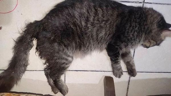 ¡ZOOFILIA EN LOMAS DE RÍO MEDIO 3! -