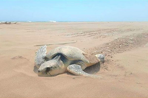 ¡DESOVA 78 HUEVOS EN CHACHALACAS!