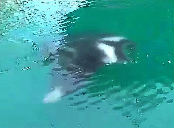 ¡CAPTAN DOS MANTARRAYAS EN EL PUERTO DE VERACRUZ! - *Trabajadores Grabaron el Momento en que Nadaban entre los Barcos que Descargaban