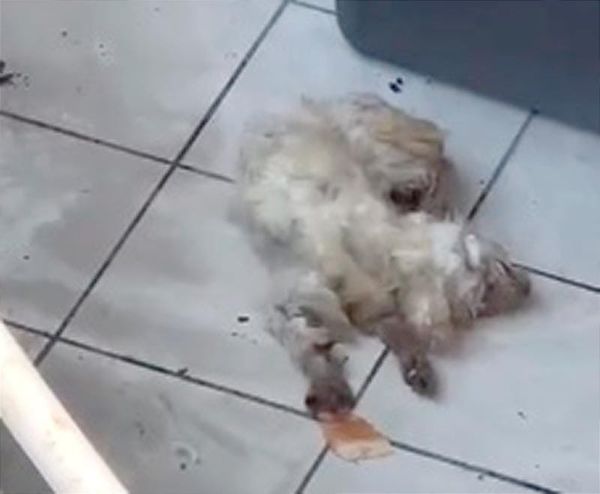 ¡OTRO CASO DE MALTRATO ANIMAL!