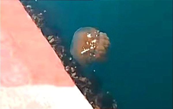 ¡AHORA GRABAN A MEDUSAS GIGANTES! - *De las llamadas “cabezas de cañón”