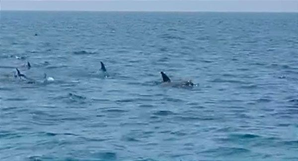 ¡MANADA DE DELFINES! - *LO GRABAN CERCA DE LA ISLA SALMEDINA