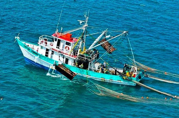 ¡VEDA DEL CAMARÓN! - *Golfo de México y Mar Caribe