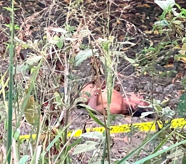 ¡ENCUENTRAN UN MUERTO A ORILLAS DE UNA PARCELA! - *EN ÁLAMO
